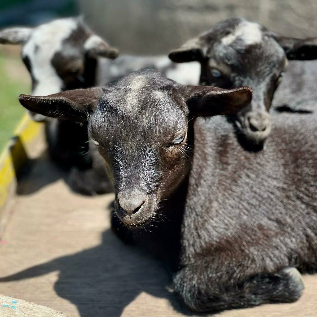 We are expecting a beautiful Northumberland County weekend!
Sunshine all day Saturday and Sunday.
☀️
We have a few spots in our experiences if you want to join a SHMURGLE, Alpaca Knuffle Shuffle or relax with some Goat or Alpaca Yoga.

Come out for lunch… instagr.am/p/CftdciXu-He/