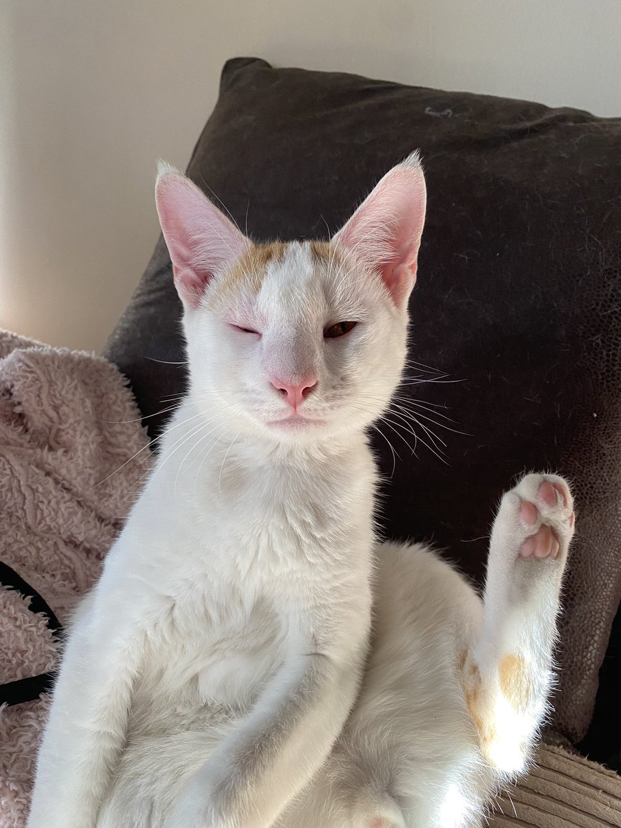 I been stung by a bee muma 😿 #poorlyboy #albinobaby #Milomoo #kittens