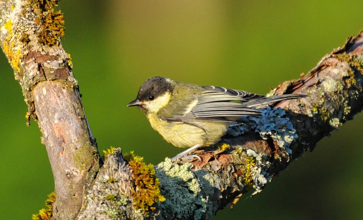 rod_blast's tweet photo. A juvenile great tit on its adventure in the wild world of Wohlensee. #greattit #Kohlmeise #wohlensee #birds #wildlife #nature #TwitterNatureCommunity #Birdwatching #ThePhotoHour https://t.co/fhQZ6w6zPV