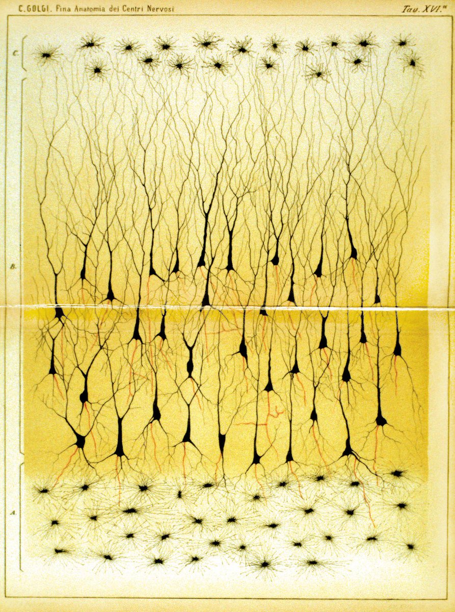 NobelPrize's tweet photo. Camillo Golgi was born #OTD in 1843. He was awarded the #NobelPrize in Physiology or Medicine for discovering that nerve cells could be stained with silver nitrate, enabling him and other researchers to make detailed studies of our nervous system, such as the one pictured. https://t.co/dmH0fvAAaX