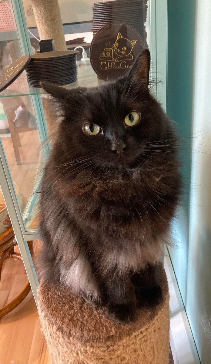 Catpawcino's tweet photo. I think our fluffpot Jasper's, gorgeous coat is going a bit auburn in the sunshine! 

#catcafe #blackcat #catsofinstagram #catstagram #ragdollcat #fluffycat #catcoat #catfur #furbaby #furbabies #floof https://t.co/6VrxvctKio