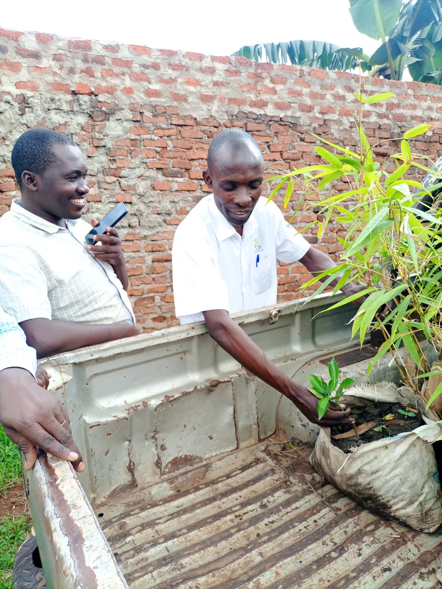 Mount Elgon Coffee And Honey Co-Operative tweet media