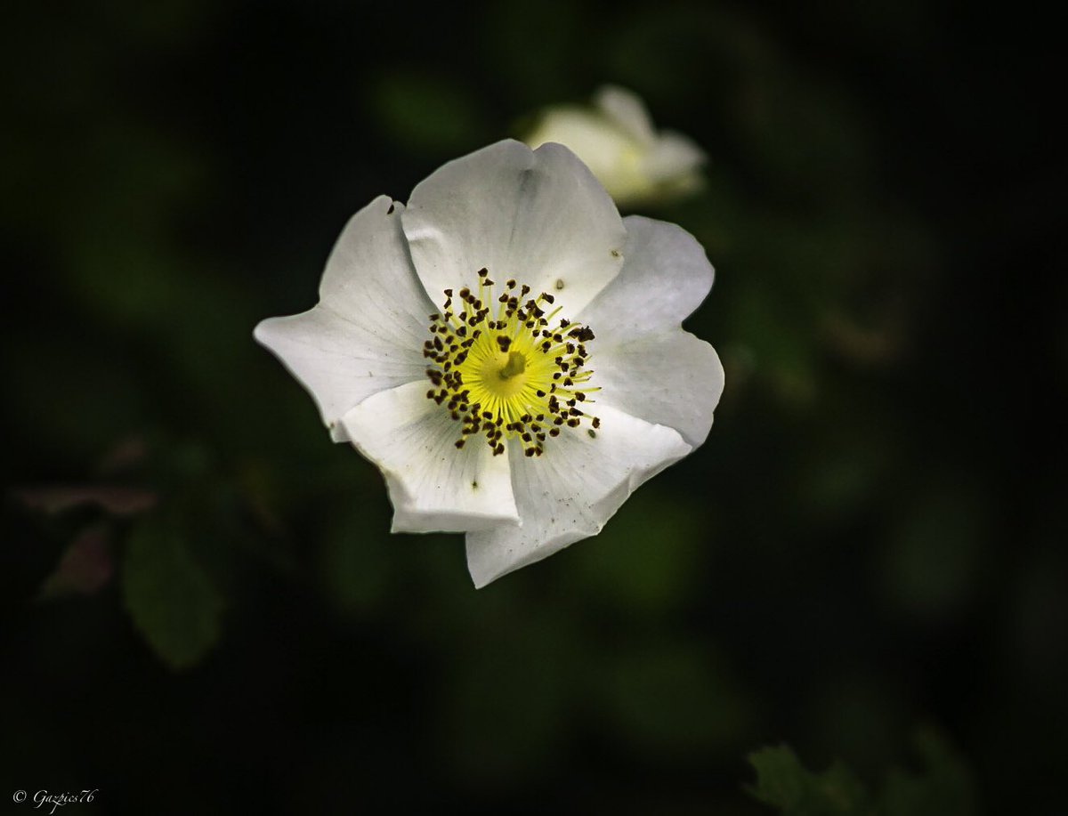 Found this stunning little white flower in a hedgerow this morning 
#Flowers #flowerphotography #nature #naturephotography #FlowersOnThursday 💙💛🇺🇦🙏