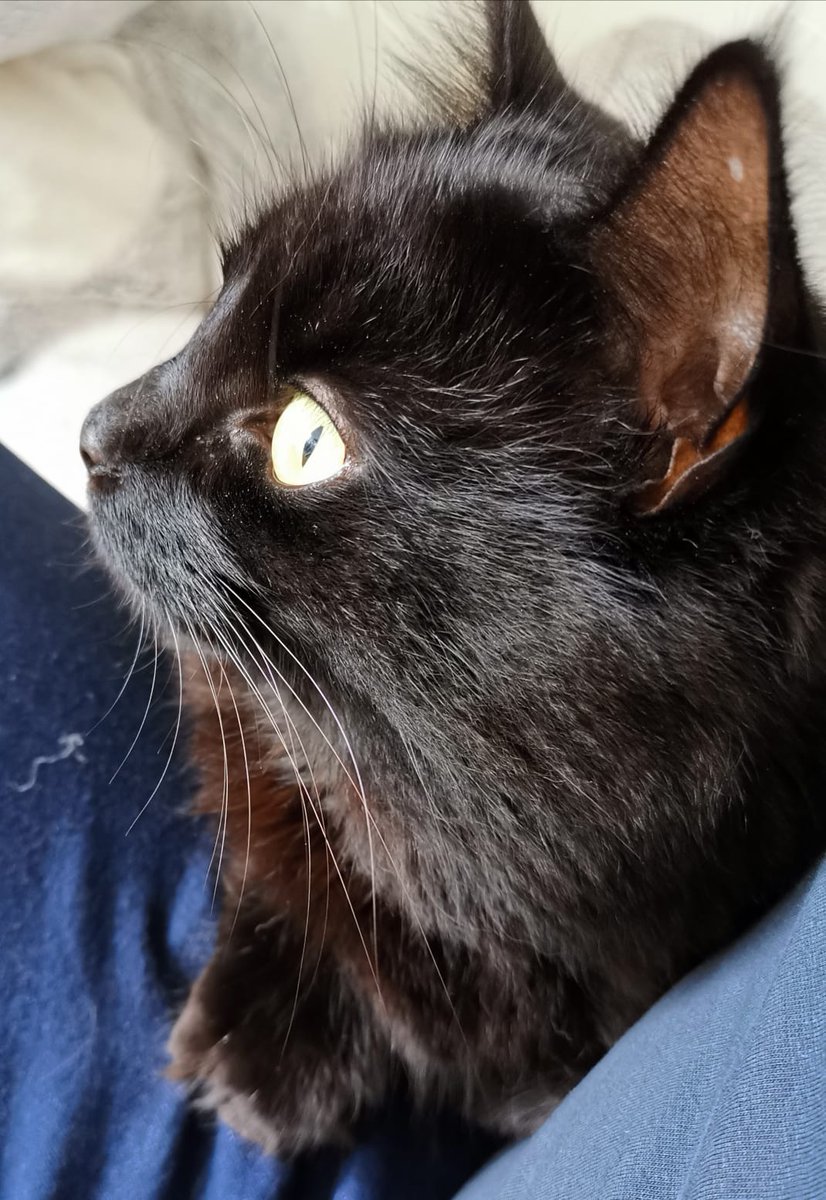 c_luscombe's tweet photo. @TreasuryMog This is Amber Tripod kitty aka deadly panther https://t.co/H1ks8ucfvI