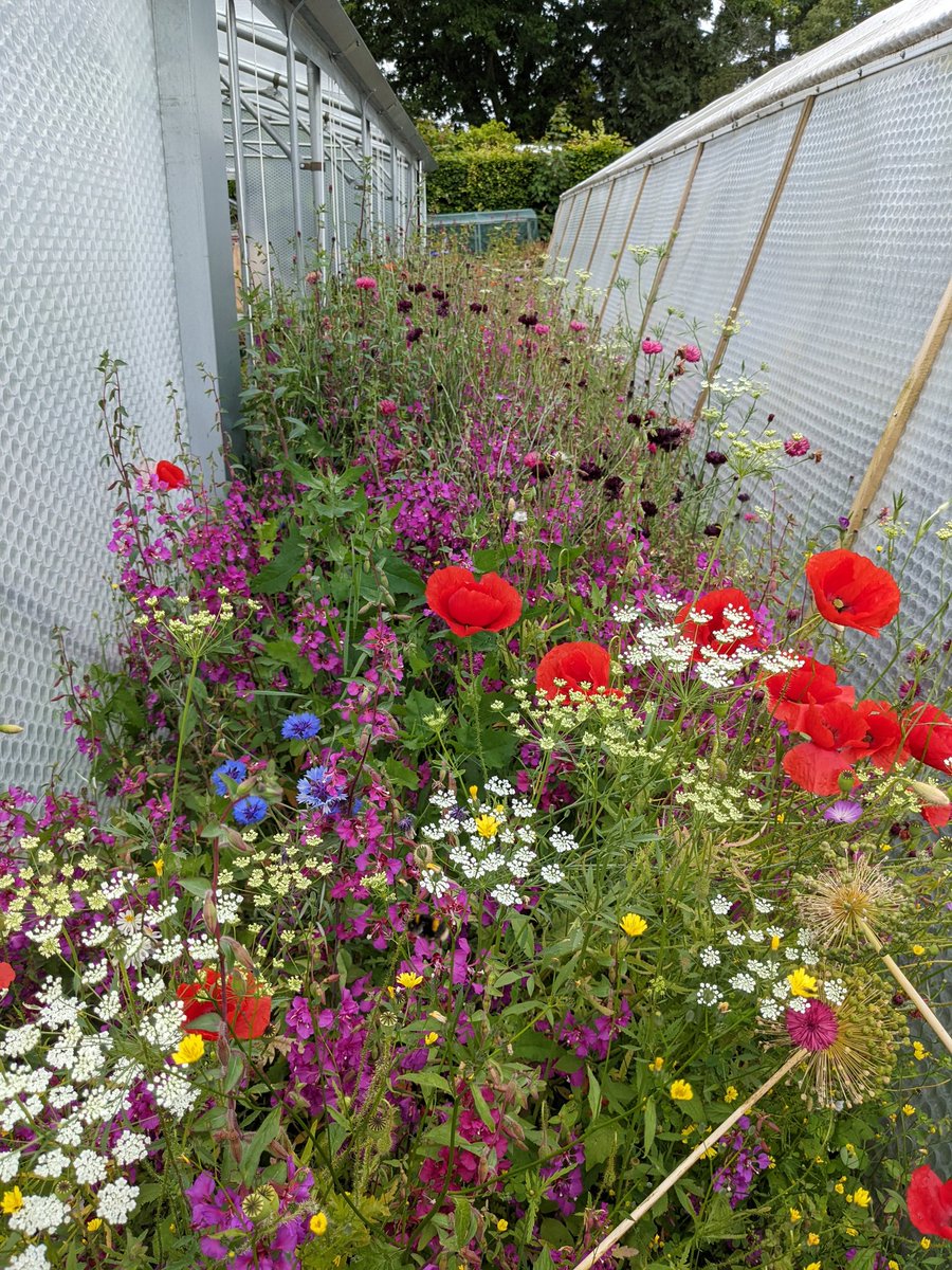 The exotic meadow mix has gone bonkers this year, but certainly filling a difficult space.
