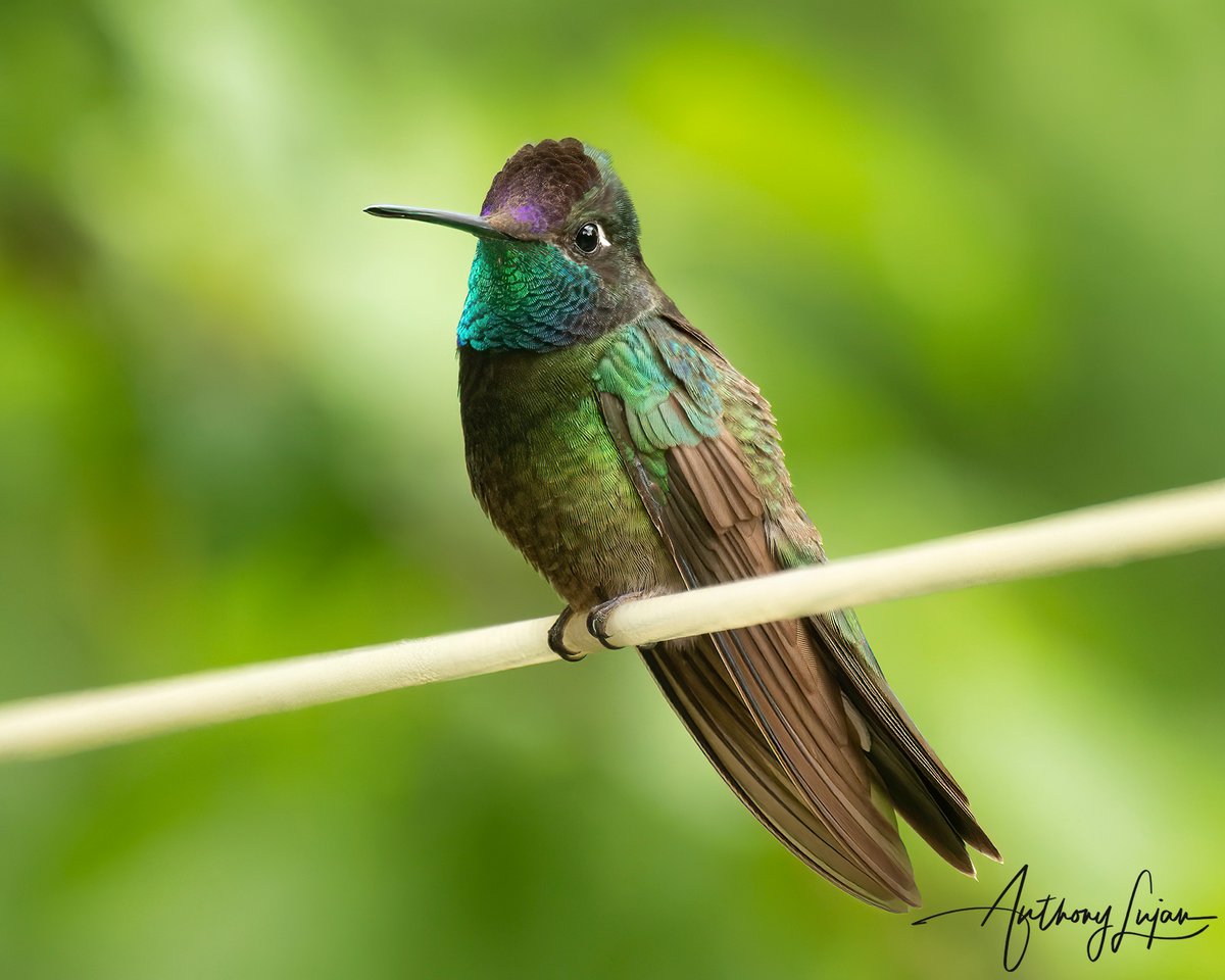 anthonylujan's tweet photo. Am I in Costa Rica? Nope in Arizona this one is called the Rivoli's hummingbird which is in the same genera of Eugene as the Talamanca hummingbird. Both species used to be called the Magnificant hummingbird.
Arizona July 2022
Sony A1 - Sony 600mm 

#RivolisHummingbird #hummin... https://t.co/wV3ZZhkk80