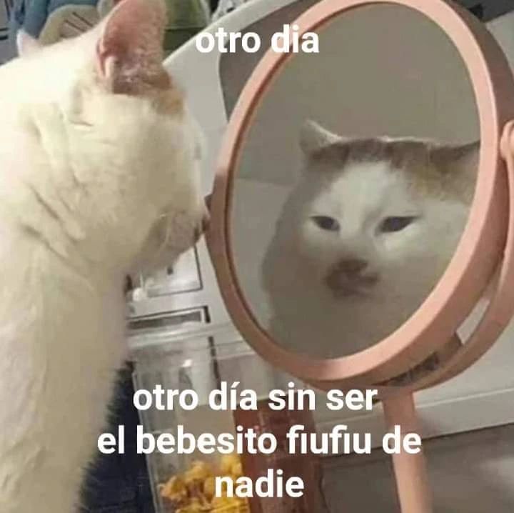 gatito_shitpost's tweet photo. https://t.co/rlJXNVULhg
