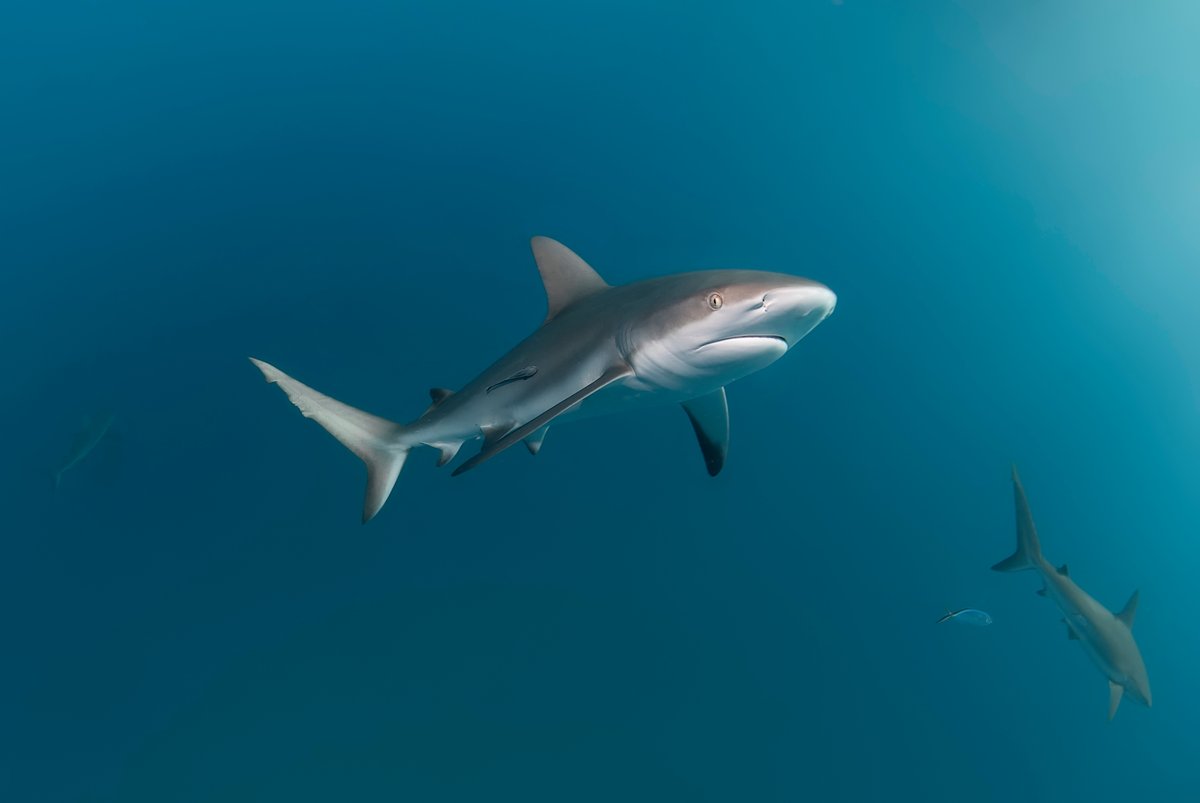 NCAquariumFF's tweet photo. When the average shark feels threatened, it either attacks or beats a retreat. The #CaribbeanReefShark does nothing as predictable. It zigzags around and dips its pectoral fins as if flexing them, giving the overall appearance of a rhythmic dance. 🦈💃🏼  #SaveSharks https://t.co/UiacAANaGo