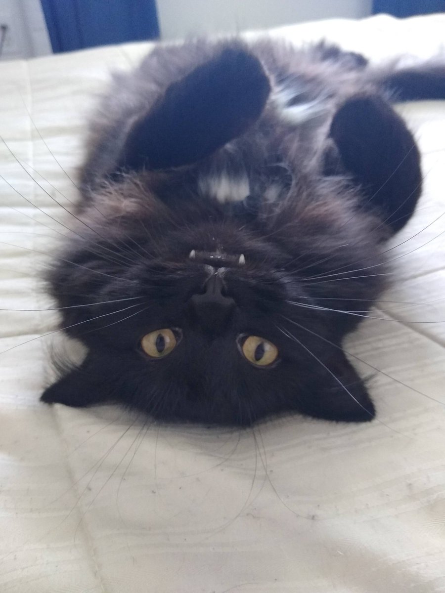 thearclegends's tweet photo. @Bylrweltmann Does this count? #dragonkitty https://t.co/rgaWvBM2IR