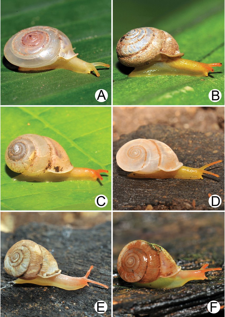 ZooKeys_Journal's tweet photo. 🐌This article describes four #NewSpecies and presents historically recorded species and new data on the carnivorous land #snail family Streptaxidae.

🔗Read more: https://t.co/Lbd6hFQ3xP

#Gastropoda https://t.co/iYPj2iAKbA