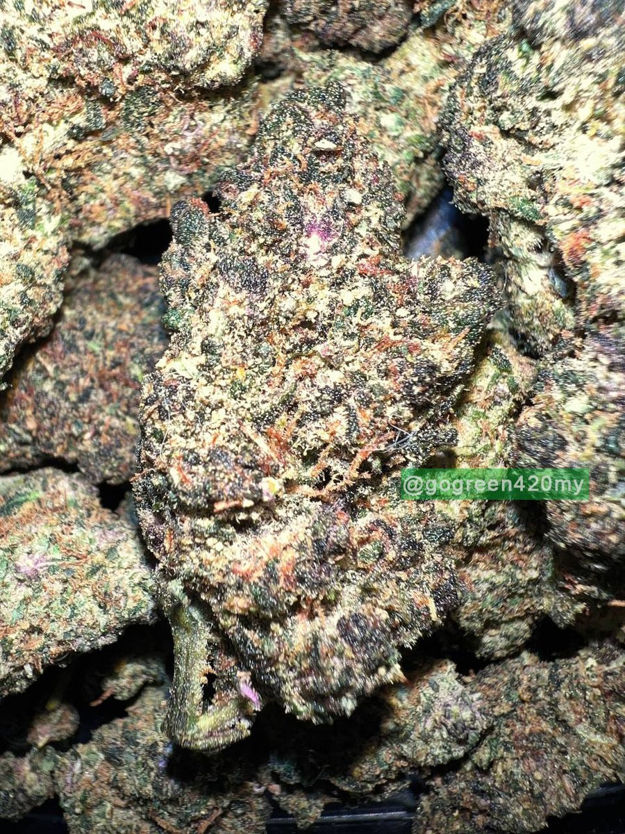 GoGreenMY420's tweet photo. Pink Panther🌸
A sativa-dominant hybrid strain with sweet and flowery taste🍑

➖➖➖➖➖➖➖➖

Fresh buds (Delta-9)🌹
Sativa|Indica|Hybrid

Pink Panther - ✅
Mimosa - ✅
GG4 - ✅
Purple Punch - ✅
Oreoz - Out of stock❌ https://t.co/XVMEEutLzn