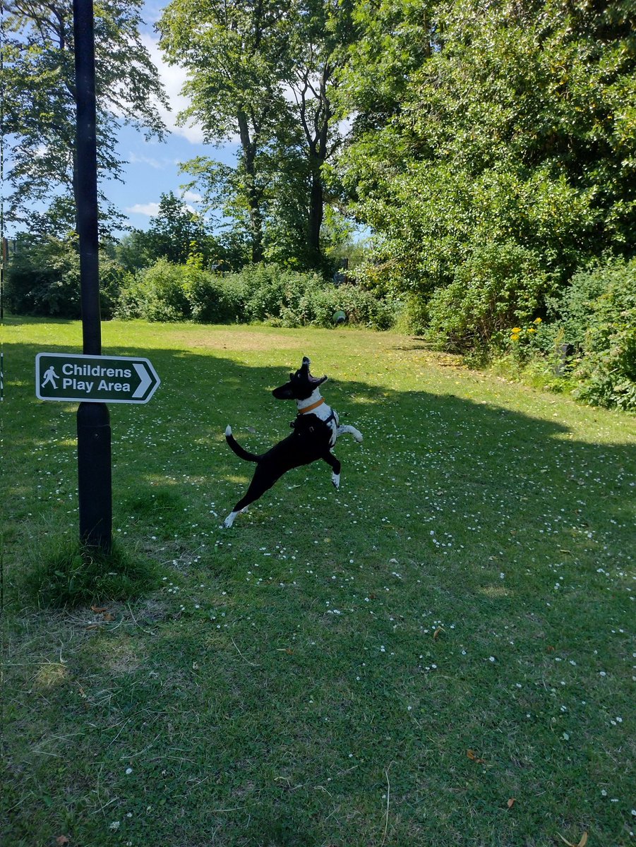 Treat1971's tweet photo. My dog Treat living her best life #dogsoftwitter #Dog #parklife https://t.co/965fYIq3dZ