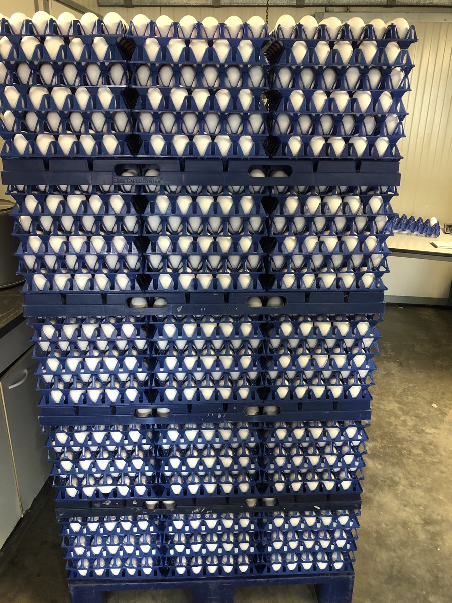 Politiek wil alle boeren biologische boeren maken lijkt het, maar wie kopen de producten dan?! Deze biologische eieren gaan gewoon naar de brekerij en niet naar de supermarkt. Zonde in mijn ogen, maar heel logisch als de portemonnee leeg raakt van de consument! #jekuntnietdwingen