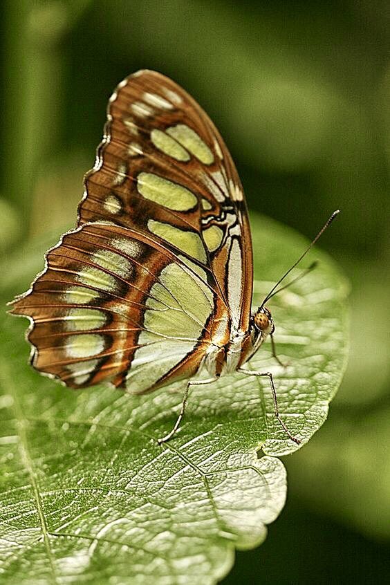 MariucciaPoli's tweet photo. 🍃🤎🍃💚🍃🤎🍃
#NaturePhotograhpy https://t.co/LYvLZjSMoN