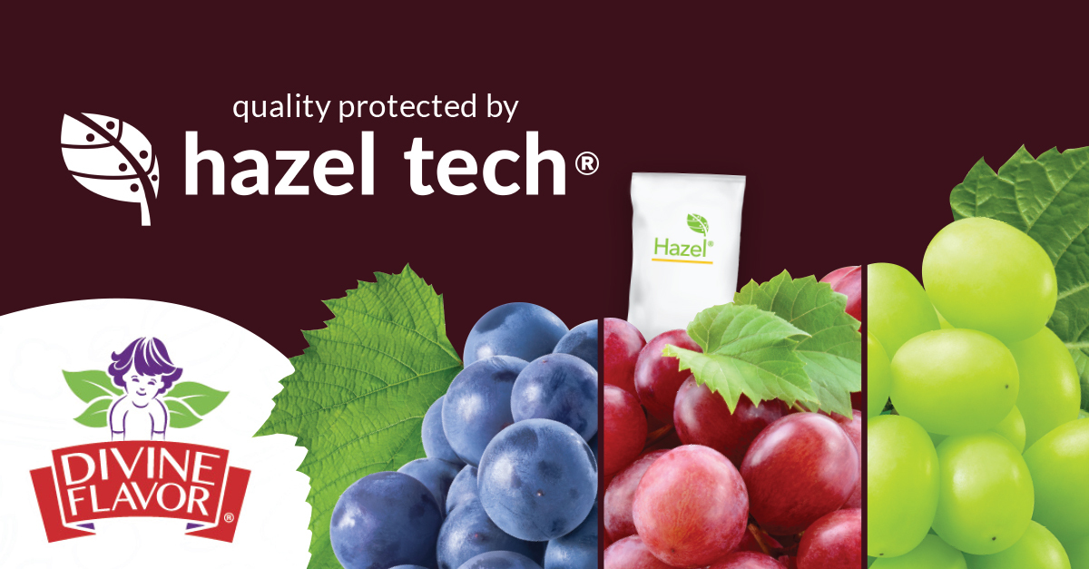 HazelTechUSA's tweet image. The largest importer of Mexican grapes into the United States, @Divine_Flavor has teamed up with us to protect the quality of their table grapes 🍇

Read more at @AndNowUKnow: bit.ly/3NPEqdm

#sustainablity #consumerfocused #tablegrapes