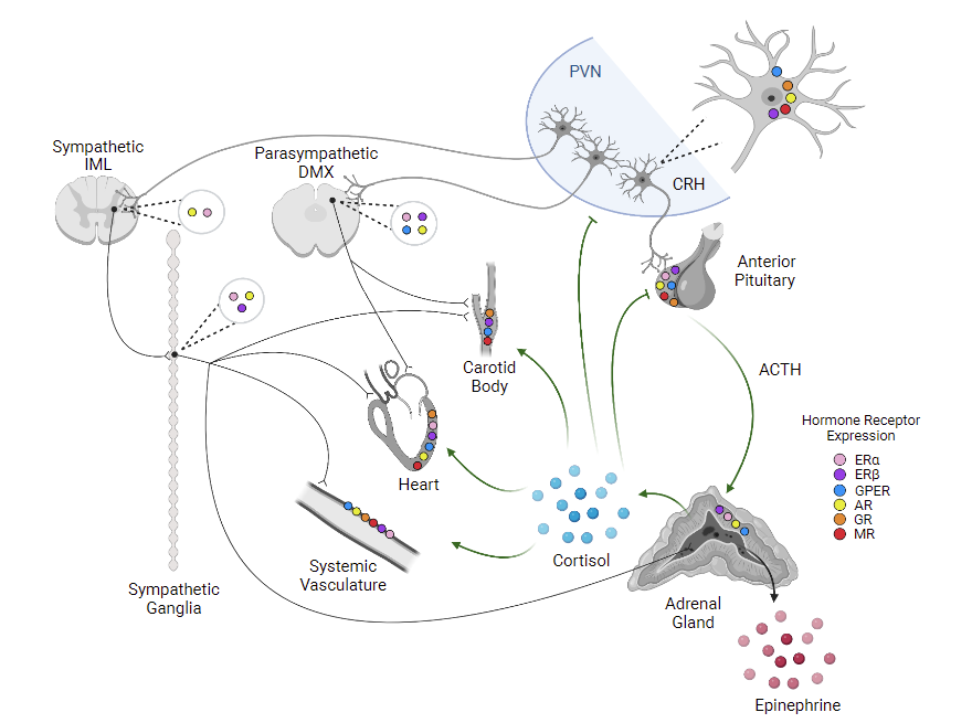 APS Publications (@apspublications) on Twitter photo Sex differences in autonomic responses to #stress: implications for #cardiometabolic physiology (Dearing, Handa, and Myers) - new review in <a href="/AJPEndoMetab/">AJP-Endocrinology and Metabolism</a>
ow.ly/EGIT50JQs5w
#chronicstress #glucocorticoid #estrogen #androgen Sex differences in autonomic responses to #stress: implications for #cardiometabolic physiology (Dearing, Handa, and Myers) - new review in <a href="/AJPEndoMetab/">AJP-Endocrinology and Metabolism</a>
ow.ly/EGIT50JQs5w
#chronicstress #glucocorticoid #estrogen #androgen