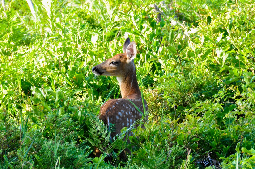 FLStateParks's tweet photo. A fun haiku to get you ready for the weekend!🦌 

Little baby deer, 
Are you searching for snacks here? 
Sniff them out, good luck! 

***  
📍: Hillsborough River State Park 
⭐: White-tailed deer (Odocoileus virginianus) 
. 
.  
#FLStateParks #HillsboroughRiver #TheRealFlorida https://t.co/cEb147ZR61
