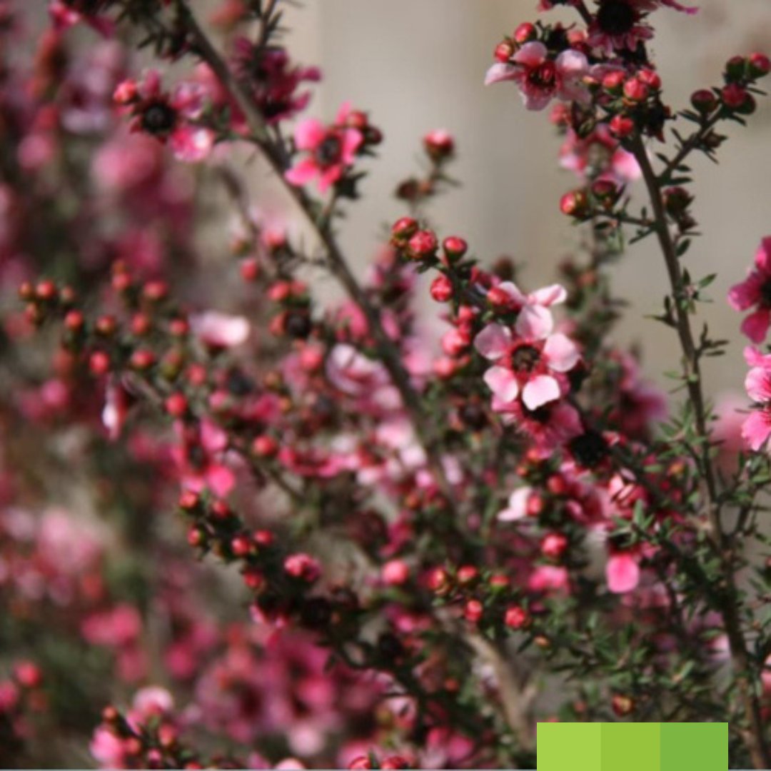 FGmarket's tweet photo. My Flower Stop is passionate about making flowers accessible to everyone! Check out their quality selection and so much more at https://t.co/heY37ZaE2n https://t.co/lukpv7cHRR