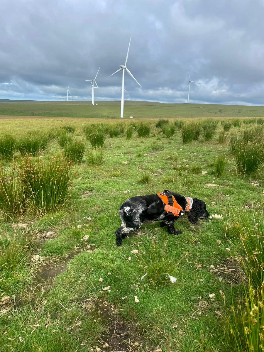 Conservation Dogs tweet media