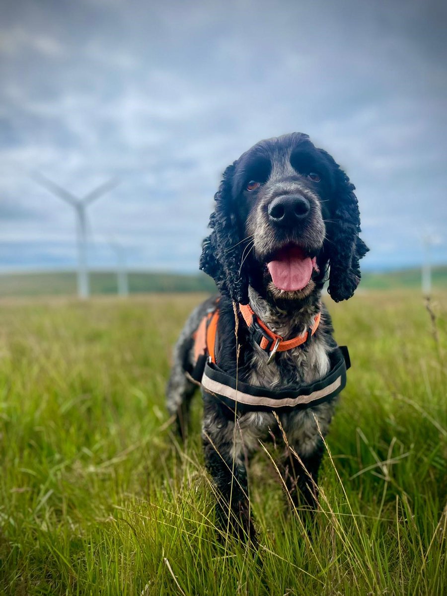 Stunning photos taken today of bat carcass detection dog Charlie.

#conservation #conservationdog #bats #wagtailuk #workingdogs #cockerspaniel #ecology #wildlife #windturbines