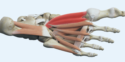 KU Leuven PhysioTher tweet media