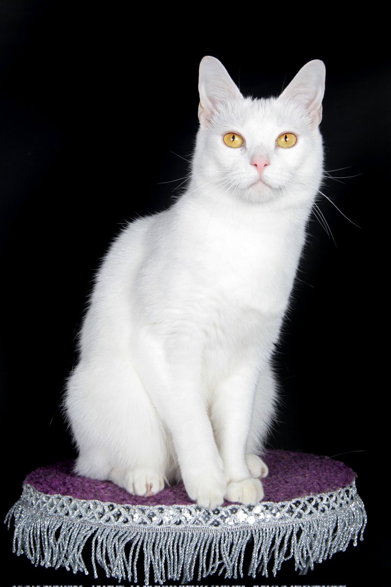 Happy 6th purrthday, Albacore Tuna! Albacore opens the show with his welcome sign, delights with his hoop jumps and bell rings, and joins the band at the end with #morecowbell! 🎉

Photo by @smwarnke4
#acrocats #rockcatsrescue #CatsOfTwitter