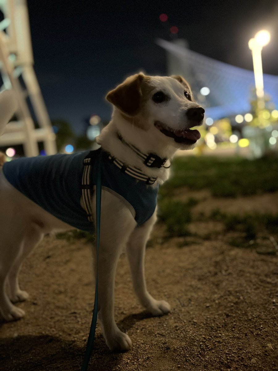 海辺の夜さんぽ🐾🌙✨
涼しくてイキイキしてる犬さん