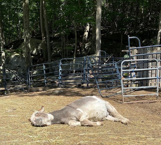 TevaLand's tweet photo. The #routine daily "passing out" in the #heat 😁.
#Summer is officially here. https://t.co/OIoWQLFaY1