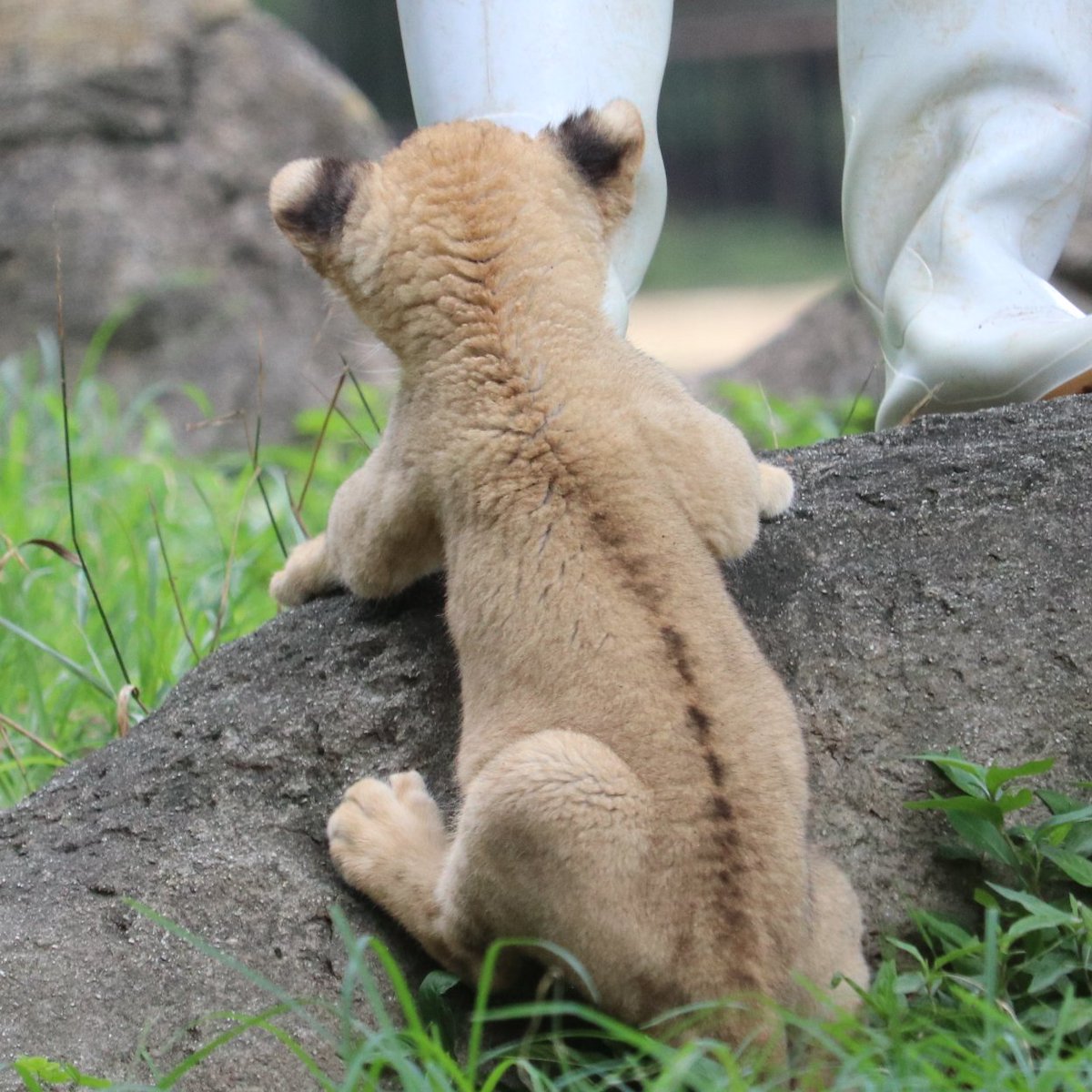 タグ ライオンの赤ちゃん の注目ツイート メガとんトラック