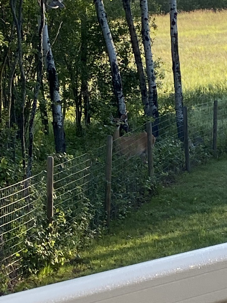 MommyMermaid_'s tweet photo. Morning visitor in Lac La Biche! @enviromichele https://t.co/ixPUjp7NES