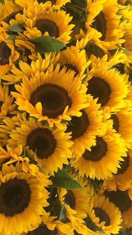 Sunflower.