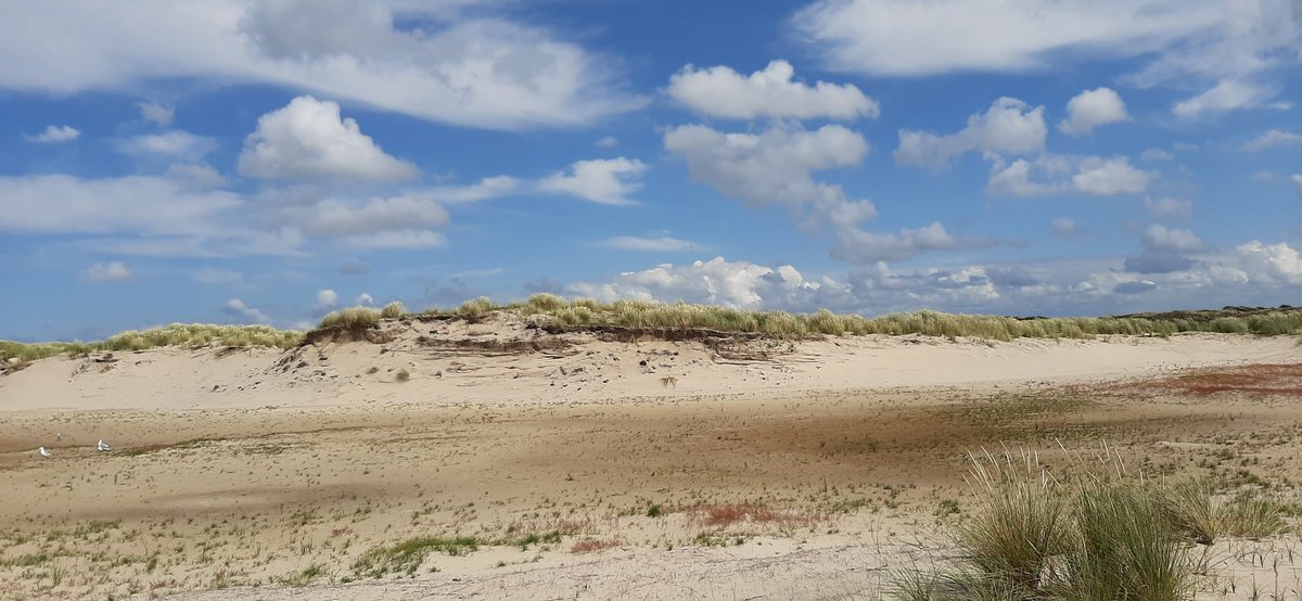 Cees Beukema tweet media