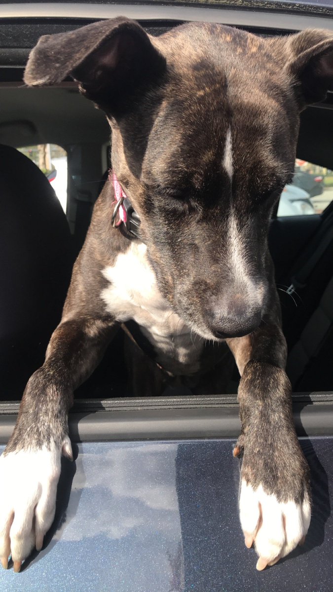 nothinnfancy's tweet photo. rest now, sweet girl. just happy you are at peace, and i was lucky enough to have you by my side for 9 1/2 years. i'll adjust to this new life without you, in hopes you come back to me in another form. ❤️❤️ i love you. https://t.co/PvMxhuxRia