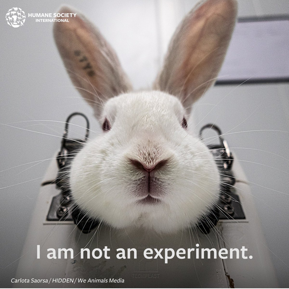 humaneworldeat's tweet photo. In the #Draize eye test, chemicals are dripped into a rabbit's eyes without pain relief. Why rabbits? They don't have tear ducts to wash away toxic substances. Modern #animalfree alternatives exist, so time to ban this archaic practice for good! 🐰 Sign https://t.co/mAxO7ex4Y3 https://t.co/Twq8pXPybP