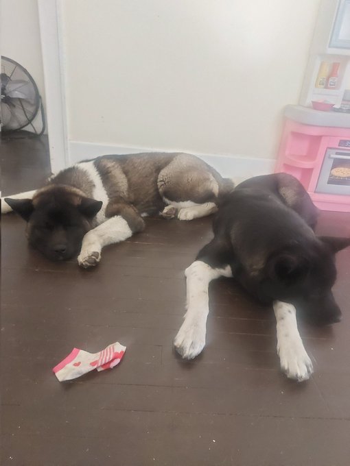 (parents) #Akita pups For sale https://t.co/1qQ4t4bZ91<a href="/tag/akita"class="tags">#Akita</a>