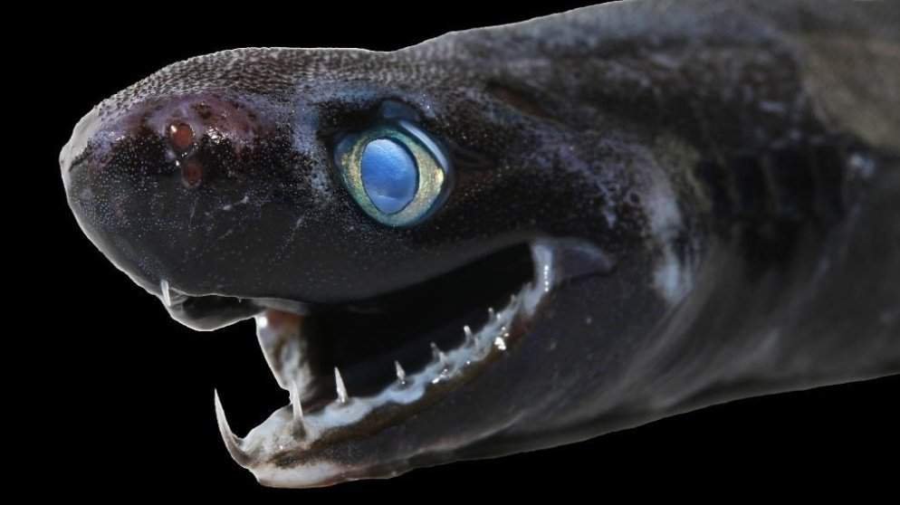 This guy looks like he just told you a bad joke and is waiting for you to laugh