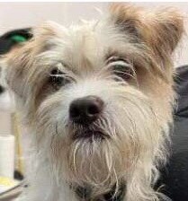 cathleen_cover's tweet photo. Please Help! Did you adopt this dog? This dog was re-homed from same rescue as Ginger. The Owner is non-English speaking and is begging for her dog to be returned. Please help her get her dog back! https://t.co/BFHAvXD5kz
