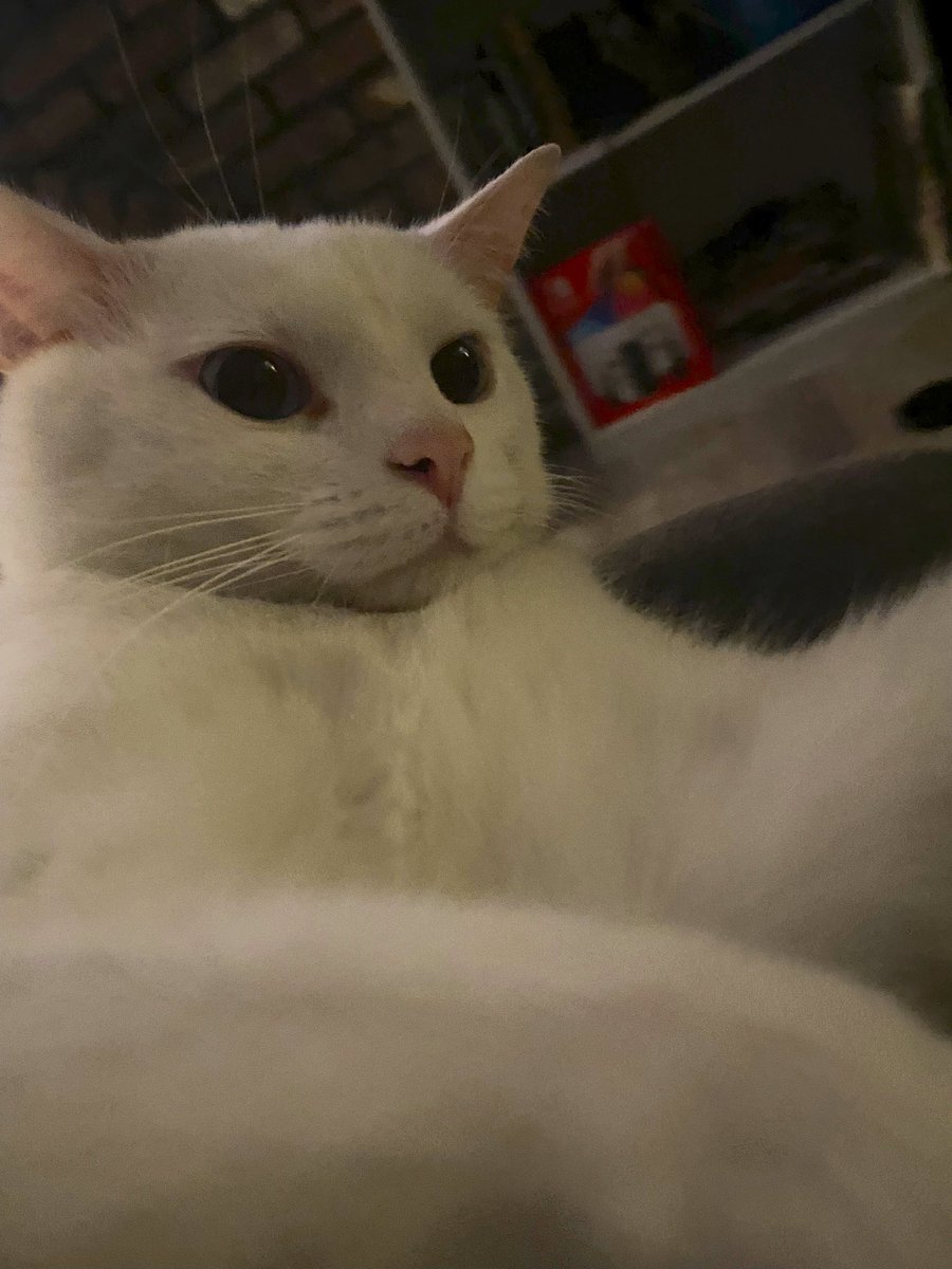percy the guy tweet media