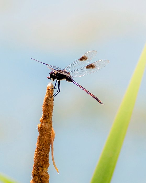 captcrealock's tweet photo. New artwork for sale! - "Pennant Dragonfly" - https://t.co/qrWigNH0St @fineartamerica https://t.co/qoz8sMUE8y