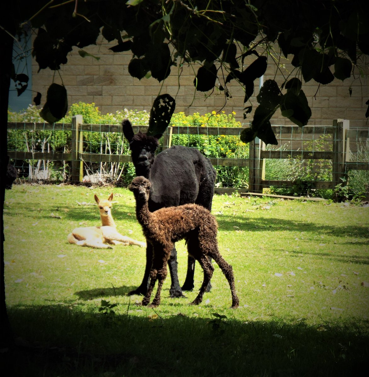 🦙Another alpaca baby born today in time for tonight's Open Evening (6pm-8.30pm)
Our 2 week old cria looks on with interest - in 2hrs they will be bounding around the paddock together - just like our new Year 7 will be in September. Y5, come and visit!
Sorry no parking on site!