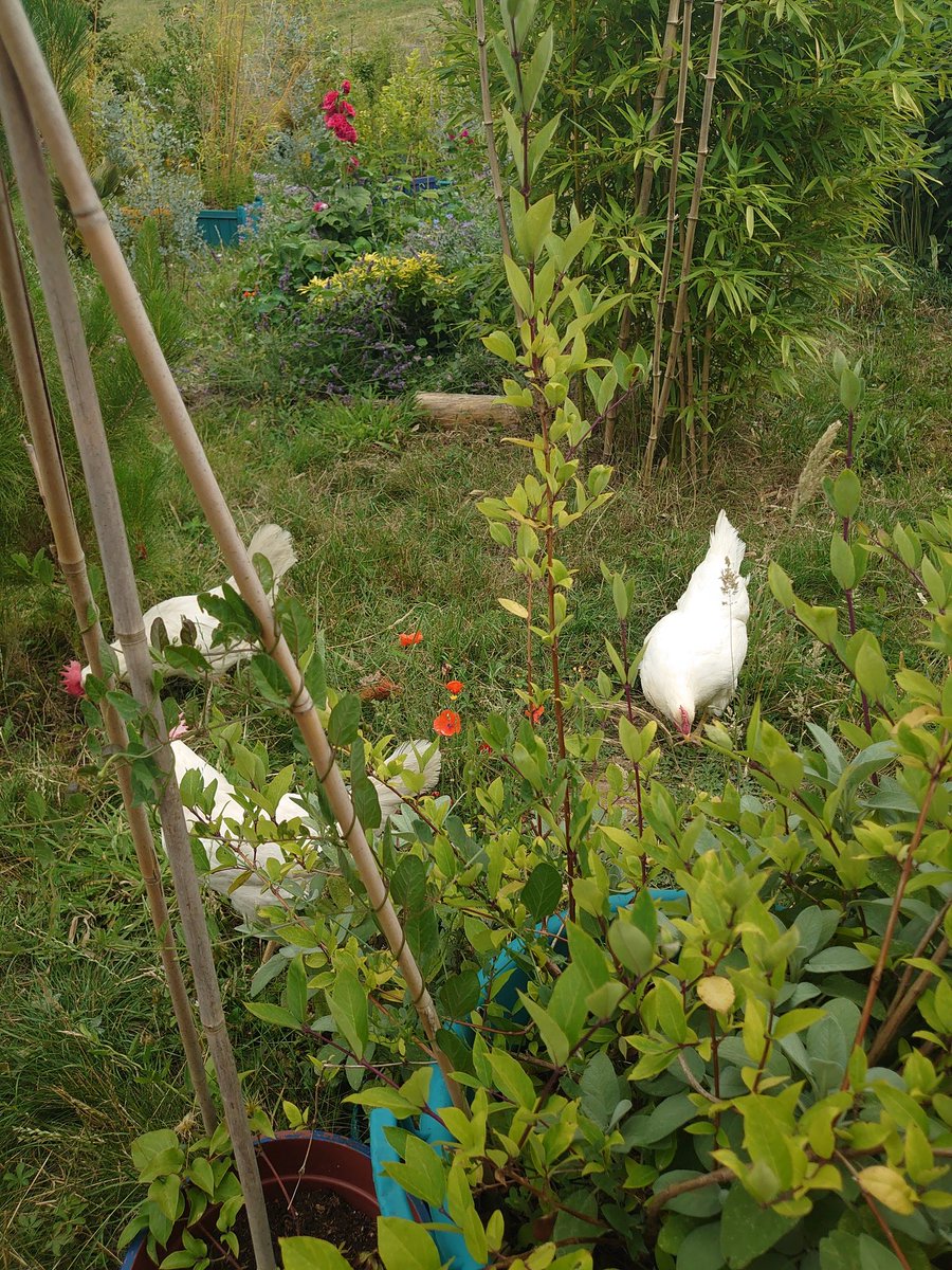 LydiePoussin's tweet photo. Mon gouvernement  de poules... toujours en à détailler du levé au couché...
Les abeilles pourtant très travailleuses s'y mettent moins ... https://t.co/vI5BycSYgP