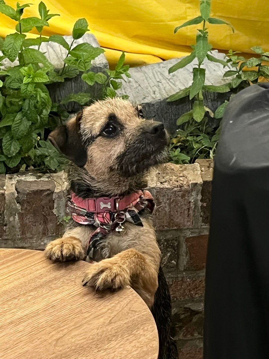 ted_bramble's tweet photo. My hooman opens packet, could it be for meez. usually is. #dogsoftwitter #borderterrior #meltmyheart https://t.co/gmYdHLIEdB