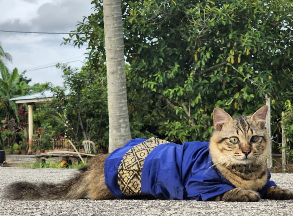 Hi Friend Challenge
1~ 3rd entry
2~ Hi friend mat mengucapkan selamat hari raya kepada warga pentas meowy

#hifriend <a href="/irzzwani/">IRZZ</a>