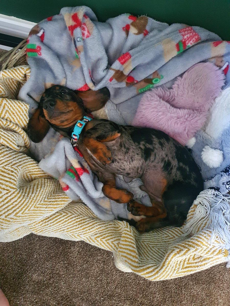DanielleTEP's tweet photo. My little friend who is joining me for ADHD training delivery this afternoon πΆ Too bad his brother barks at every car that goes past! π
#alldogshaveADHD https://t.co/f2qRK55s0v