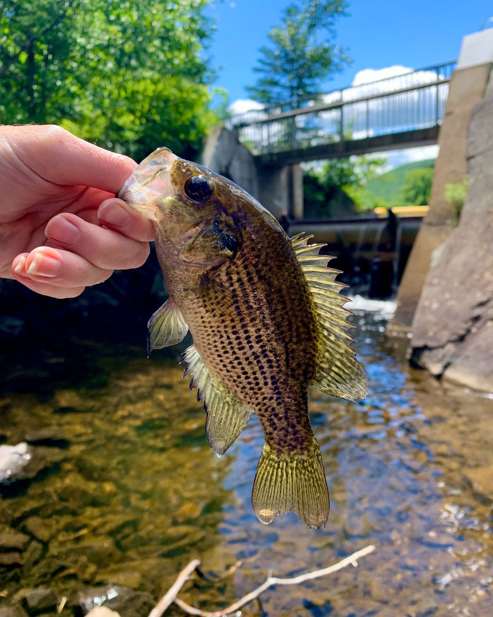 Creekin’ 😍
.
Follow @TRFisherwoman 
.
.
.
.
#rockbass #fish #creekfish #creekfishing #panfish #panfishing #girlfishing #quebecfishing