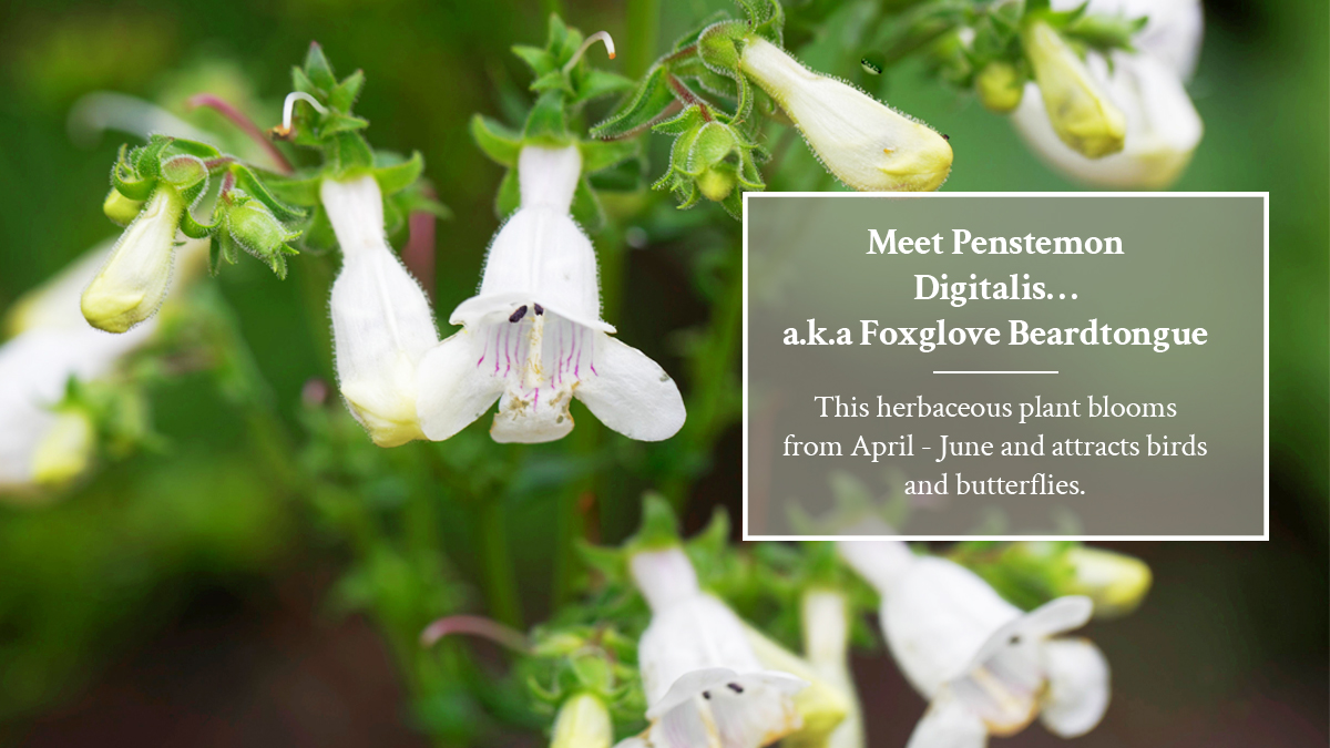 Meet Penstemon Digitalis…aka Foxglove Beardtongue It grows in full sun in medium moisture to well-drained soil or naturalized areas. Learn more: kayanase.ca/greenhouse/#iL… #greenhouse #greenhousegrown #NativePlants #plants #greenhouseplants