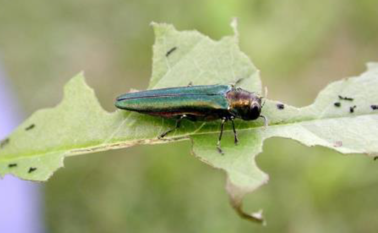 usfs_r9's tweet photo. 🪲#EmeraldAshBorer is a major threat to ash trees. 
But YOU can help 😎
👎🏽Don't transport firewood
👍🏽instead - buy it where you burn it!

🪵Before your next camping adventure, find out where you can buy local firewood: https://t.co/VzKJlTpeGP https://t.co/1VHCrhU1r4