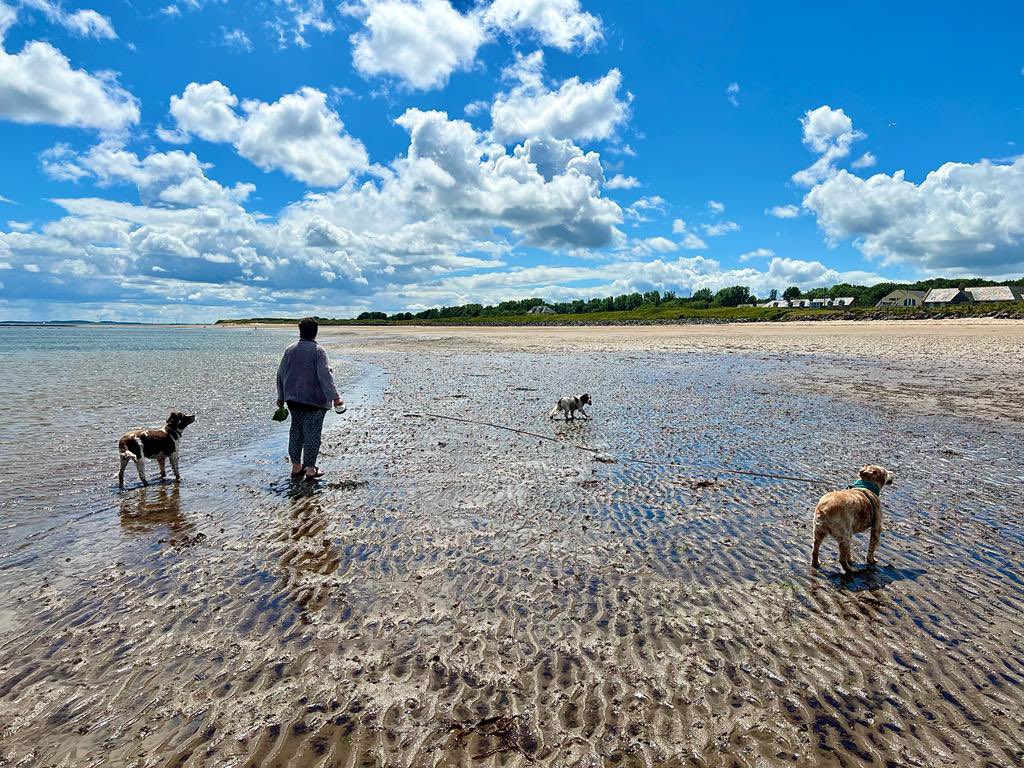 SpanielsSuper's tweet photo. @HGrafdad @binkyjh We will have a think & let you know of anyone?
Oh! We’ve had a thought !!!
What about us??? We’d love to be tour guides to our bestest mate Hugo’s family & can show you where we leave all his balls! #ABallForHugo #WhenDoYouArrive #LotsOfBeaches #TweetUp https://t.co/VeEsPVwn8U