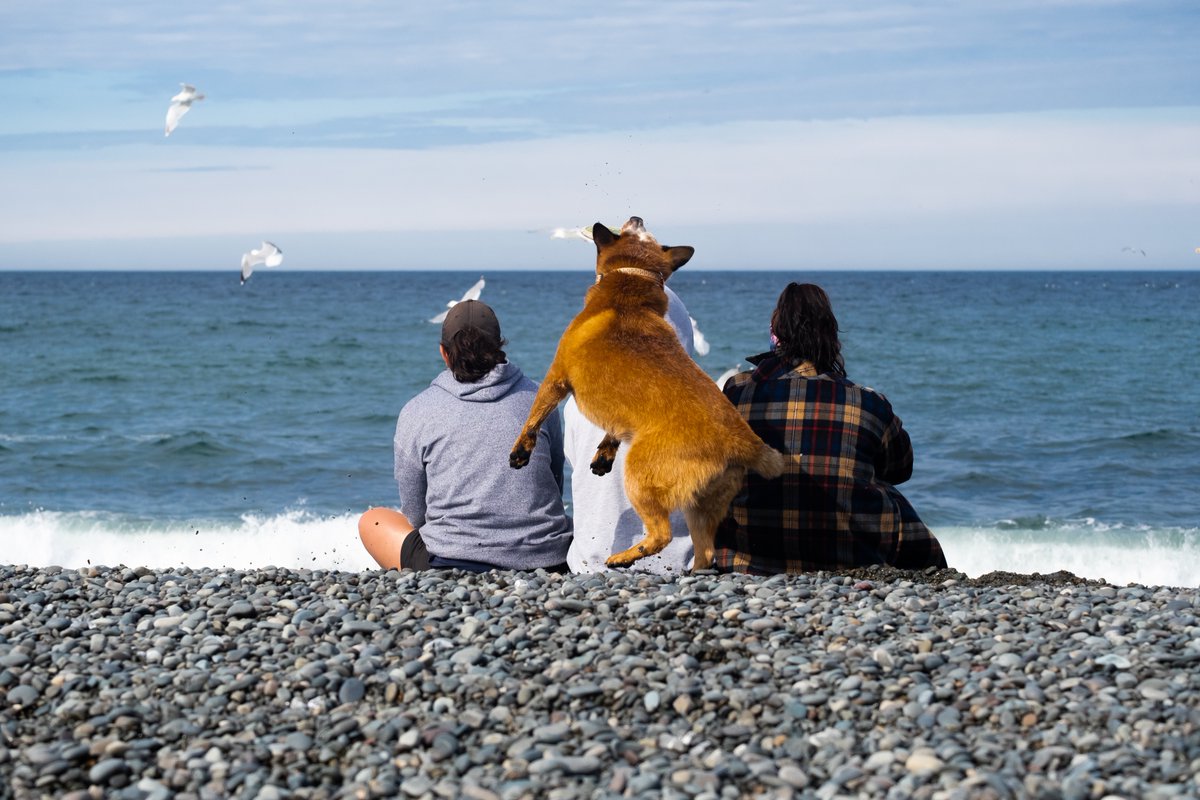 CapelinCreation's tweet photo. Rest &amp; relaxation on the #irishloop

#exploreNL #cbcnl #stvincent #CapelinRoll2022 #fujifilm https://t.co/Y8pZG7cClO