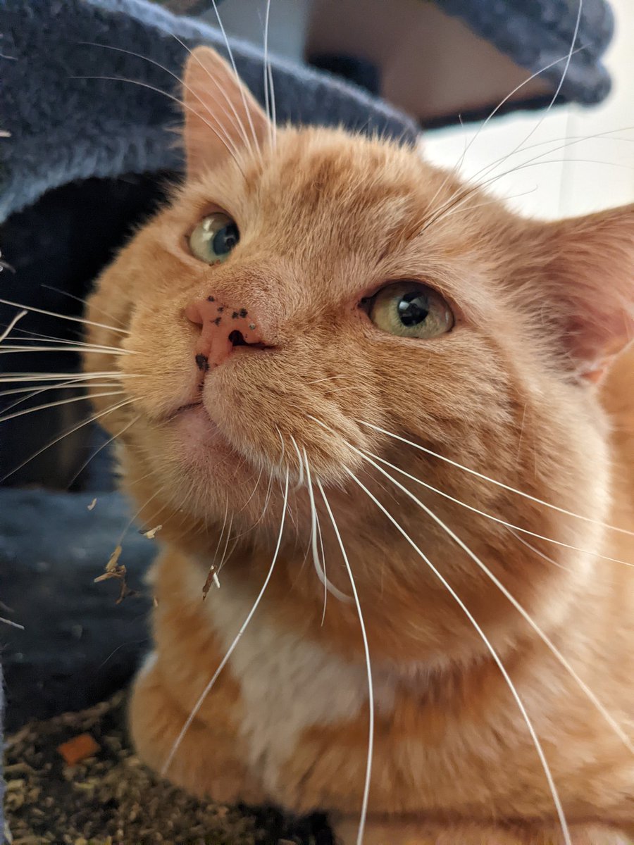 jesse 🏳️‍⚧️ on Twitter "RT thegoodcatboy helo ! can i have ,a kiss